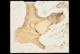 Fossil Crab (Potamon) Preserved in Travertine - Turkey #145051-1